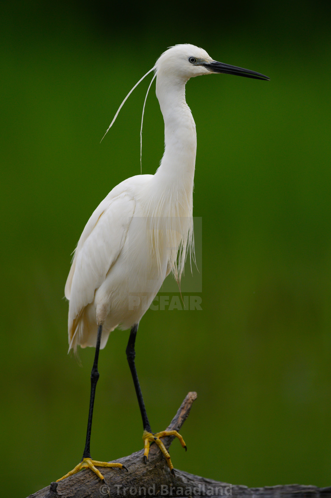 "Little egret" stock image