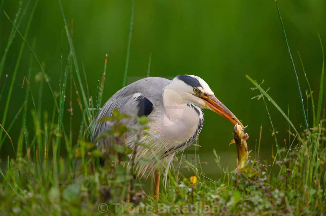 "Grey heron" stock image