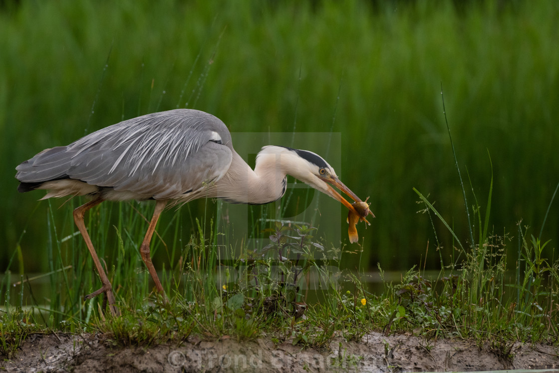 "Grey heron" stock image