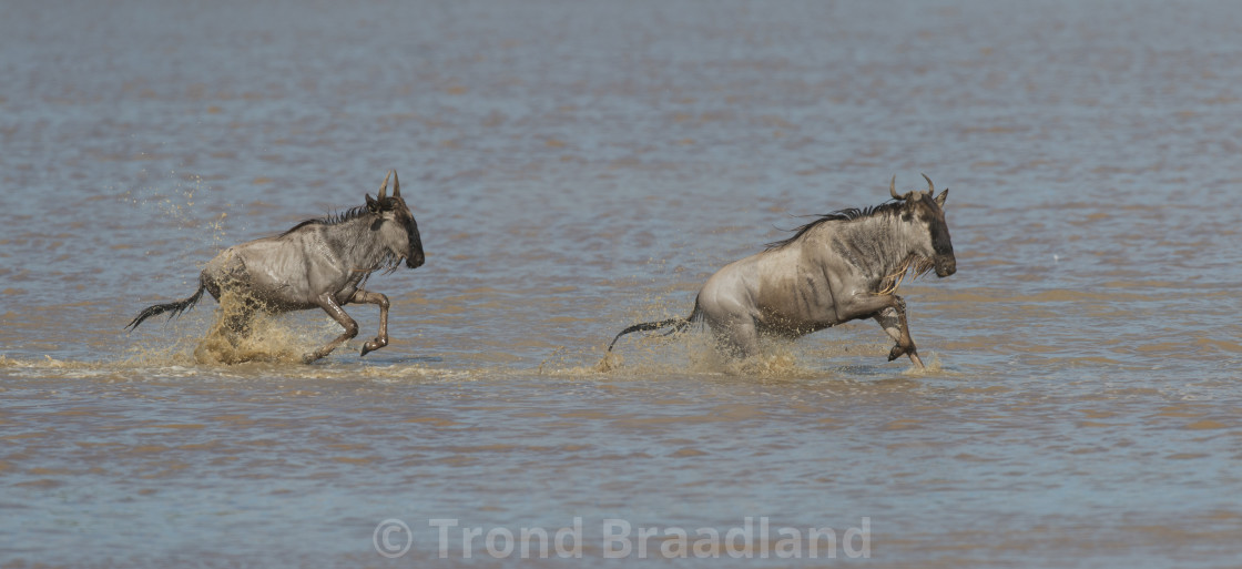 "Blue wildebeest" stock image