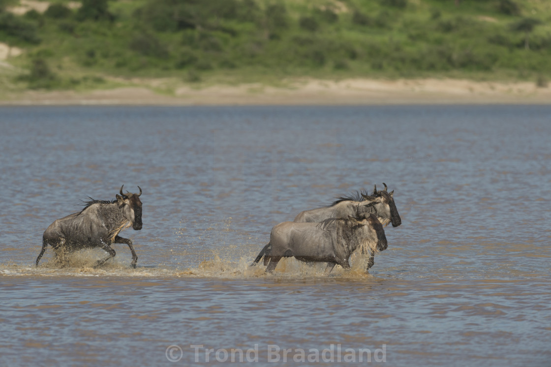 "Blue wildebeest" stock image