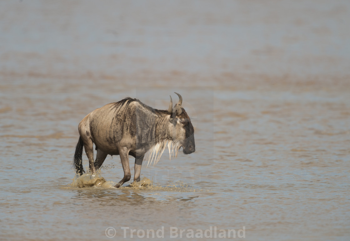 "Blue wildebeest" stock image