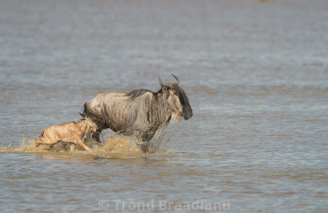 "Blue wildebeest and calf" stock image