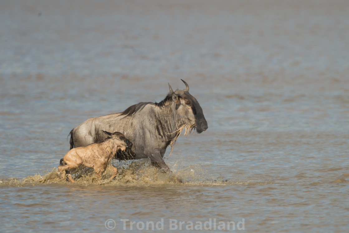 "Blue wildebeest and calf" stock image