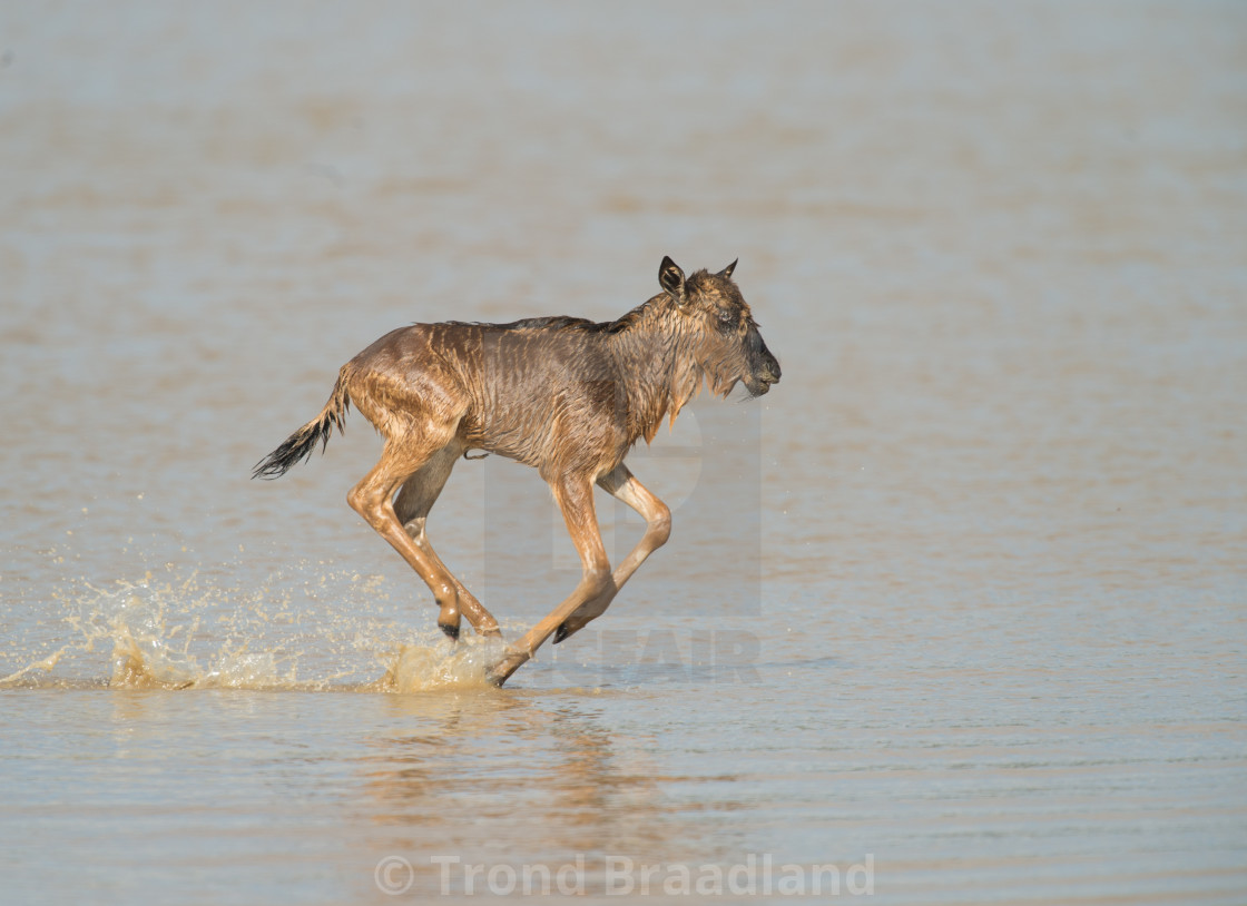 "Blue wildebeest calf" stock image