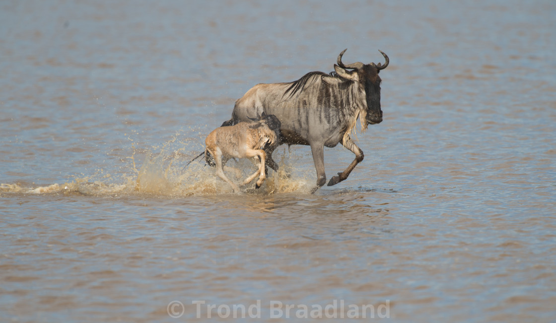 "Blue wildebeest and calf" stock image