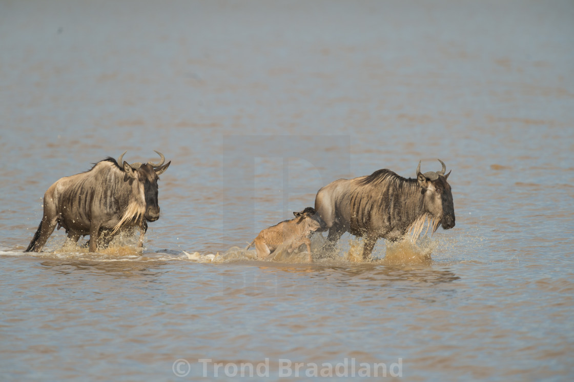 "Blue wildebeests and calf" stock image