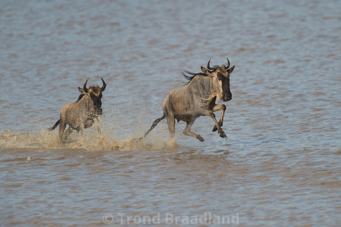 "Blue wildebeests" stock image