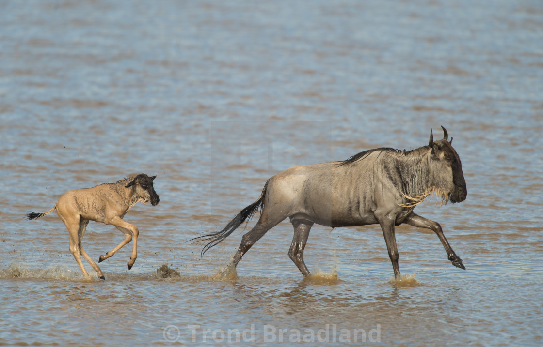 "Blue wildebeest and calf" stock image