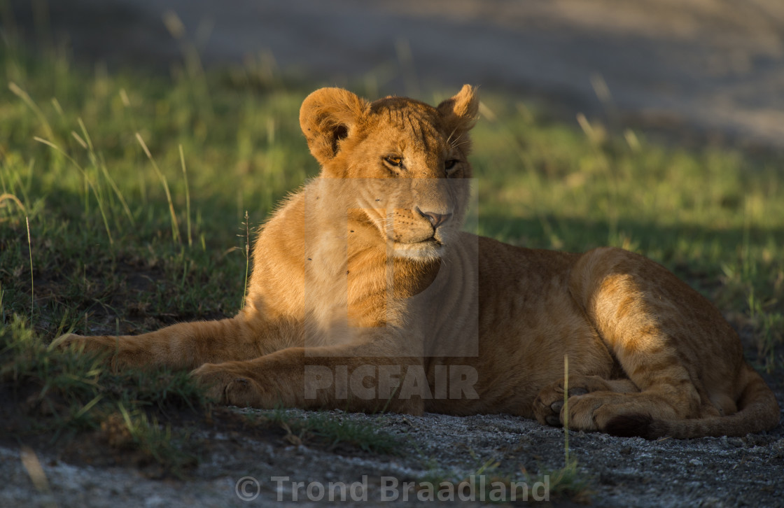 "Lion female" stock image