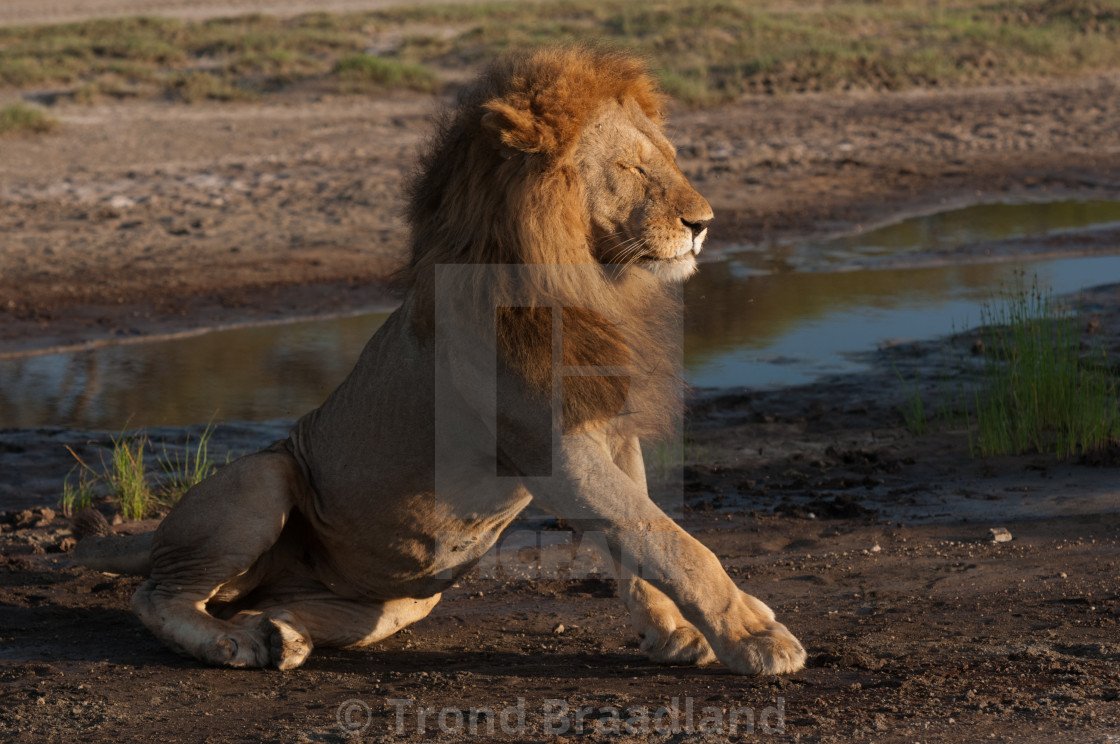 "Lion male" stock image