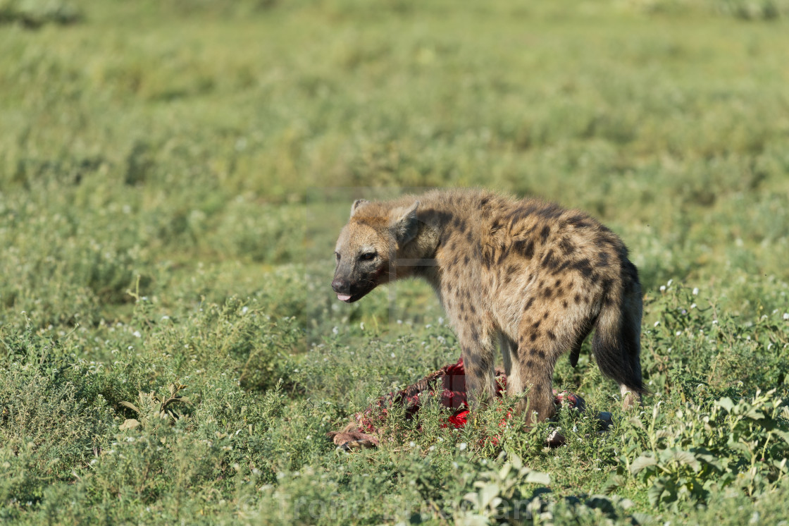 "Spotted hyena" stock image