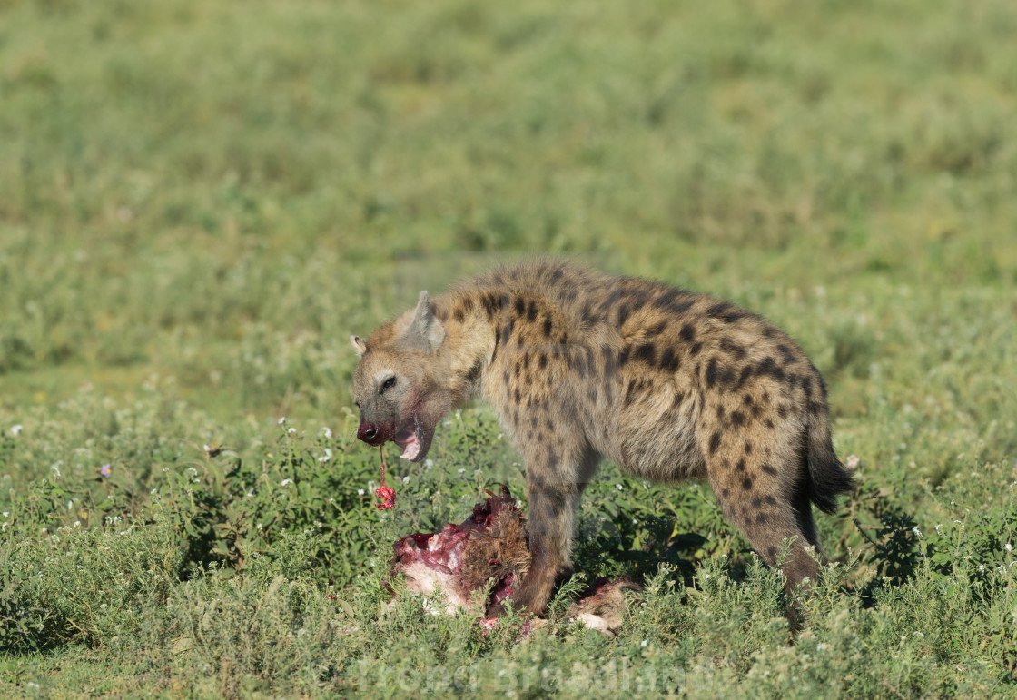 "Spotted hyena" stock image