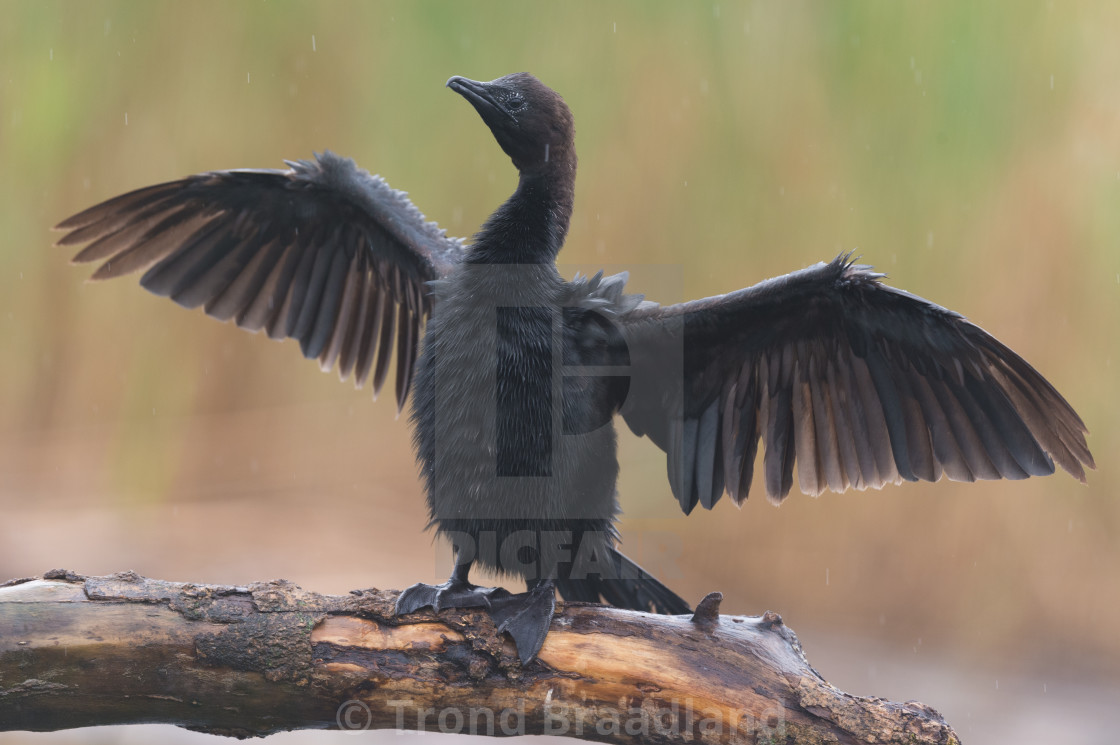 "Pygmy cormorant" stock image