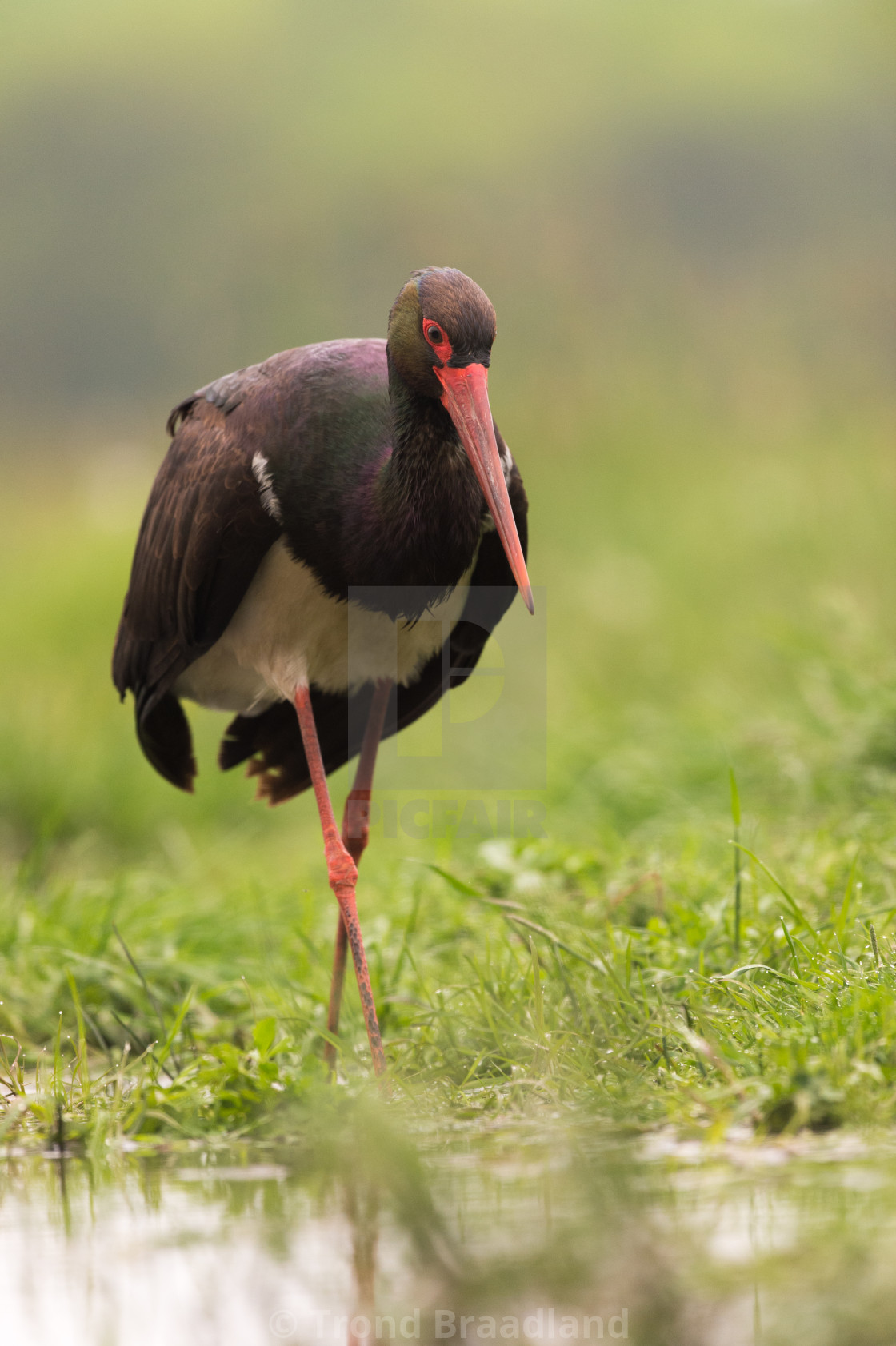 "Black stork" stock image