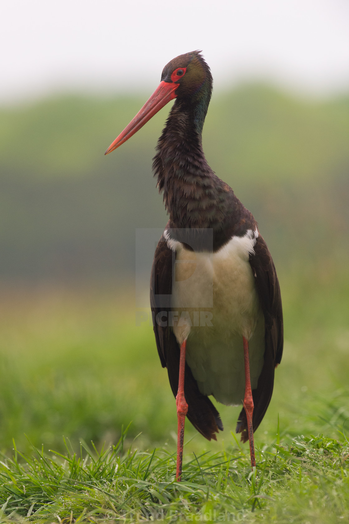 "Black stork" stock image