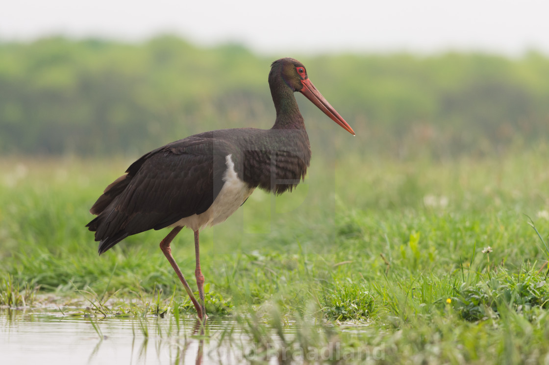 "Black stork" stock image