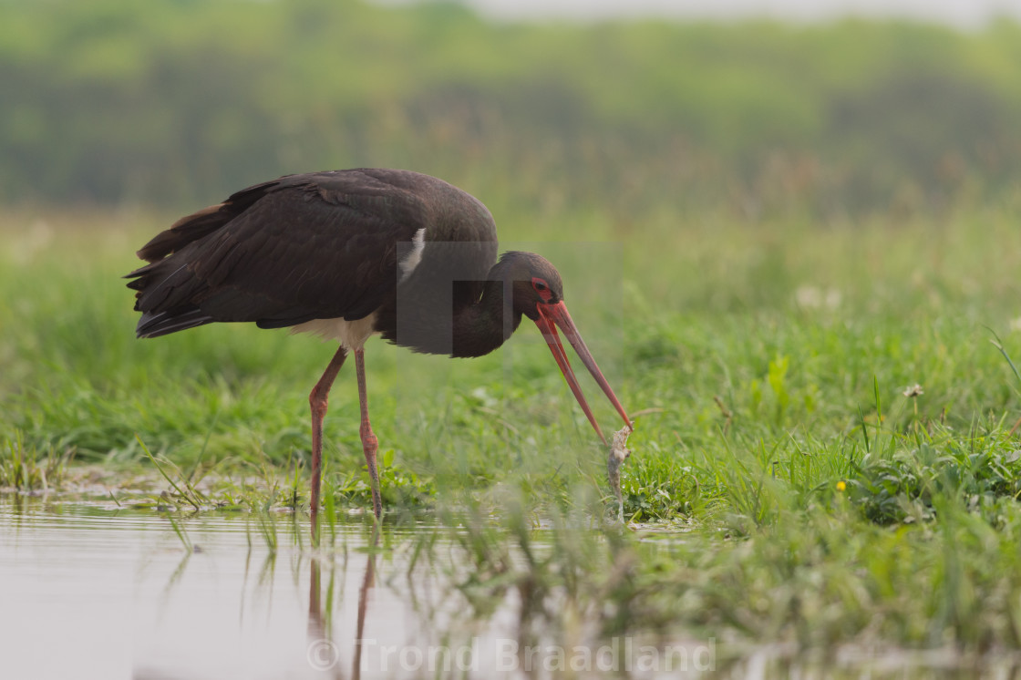 "Black stork" stock image