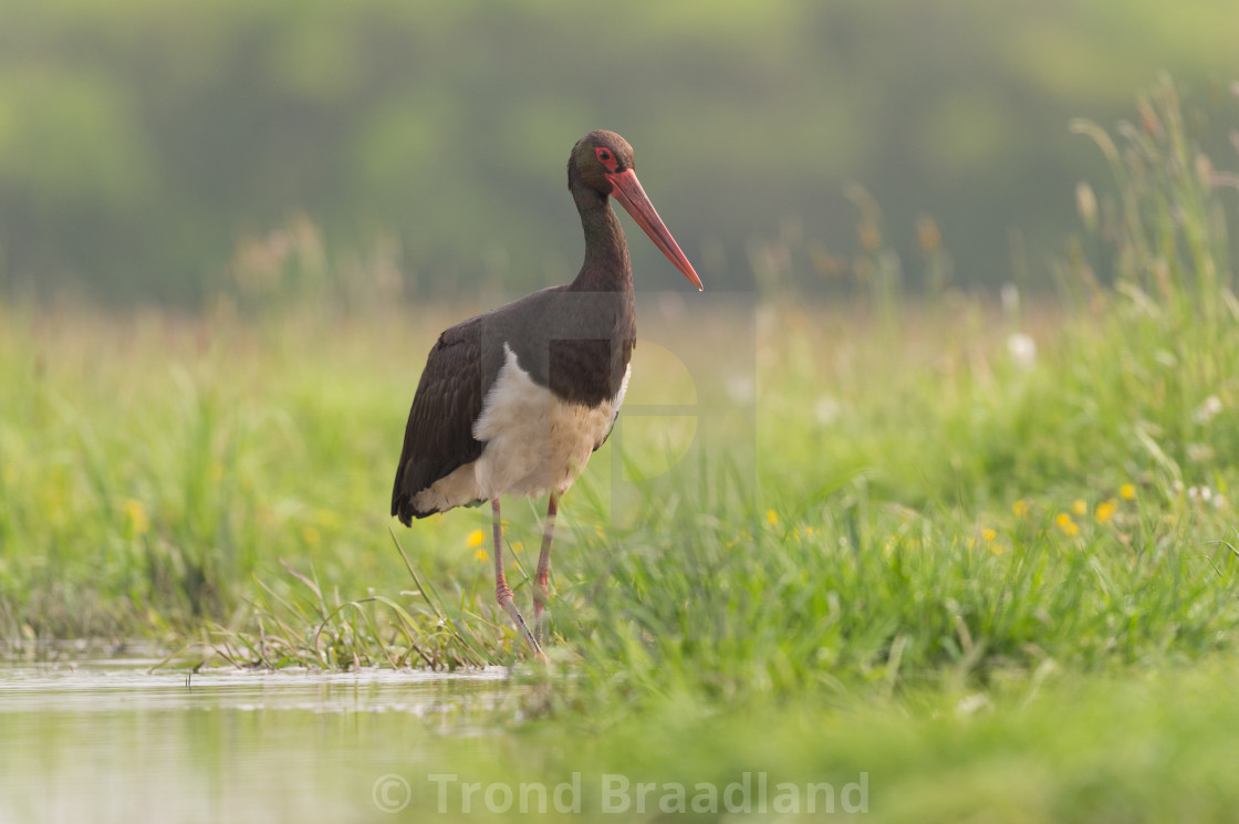 "Black stork" stock image