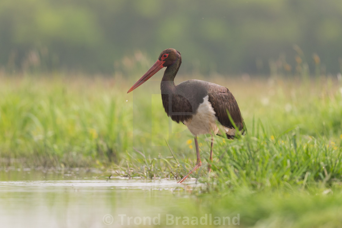 "Black stork" stock image