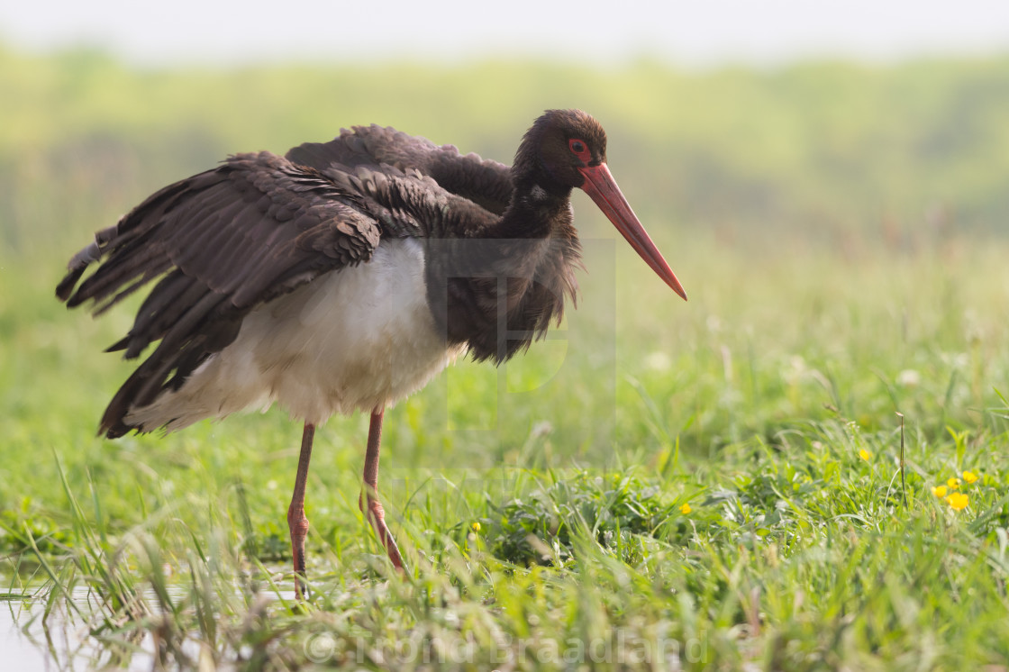 "Black stork" stock image