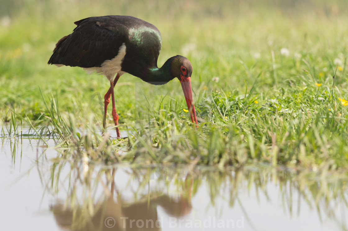 "Black stork" stock image