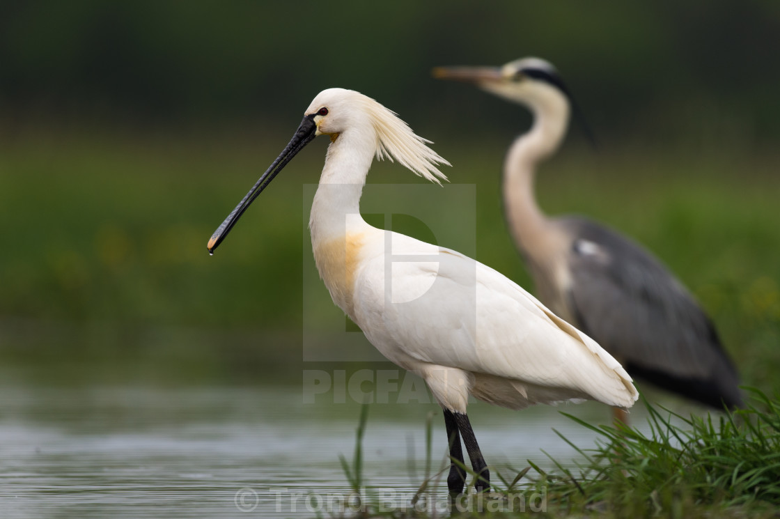 "Eurasian spoonbill and grey heron" stock image