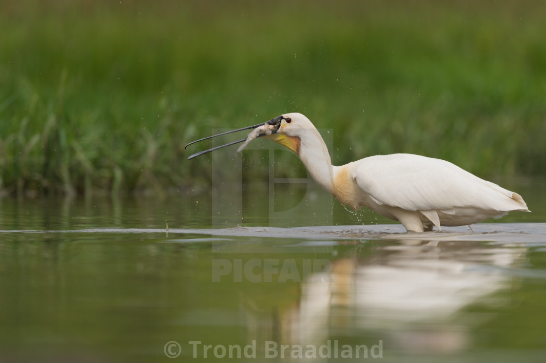 "Eurasian spoonbill" stock image