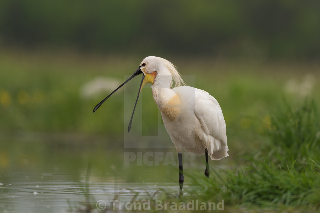 "Eurasian spoonbill" stock image