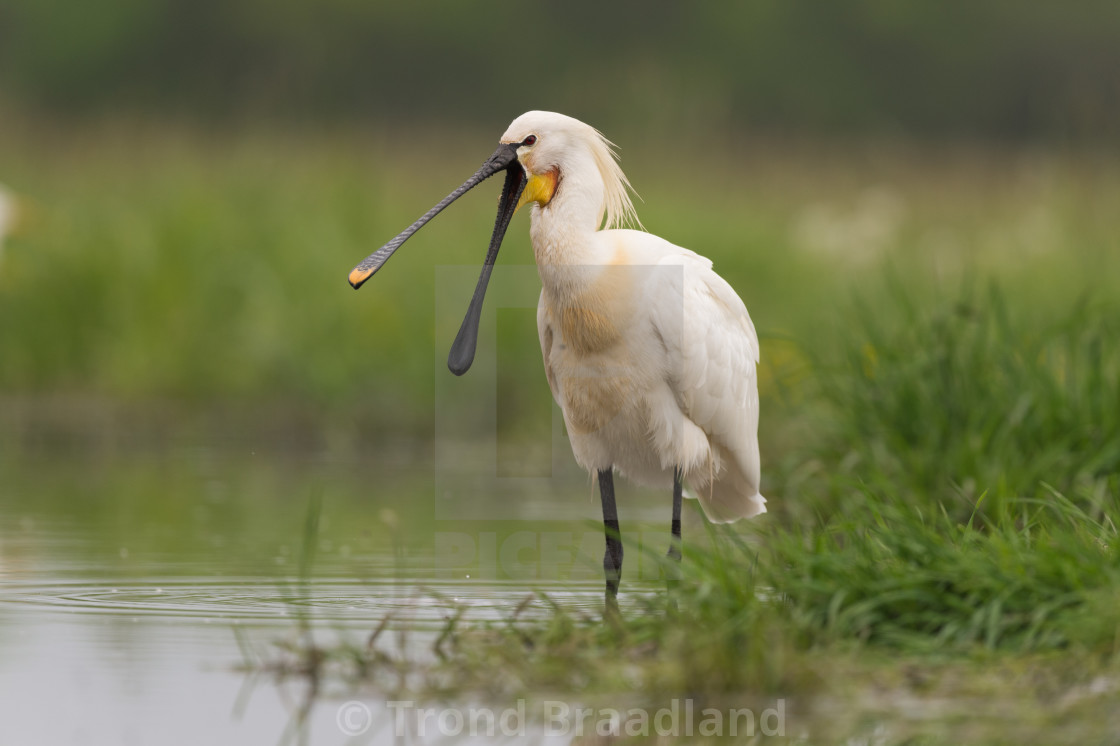 "Eurasian spoonbill" stock image