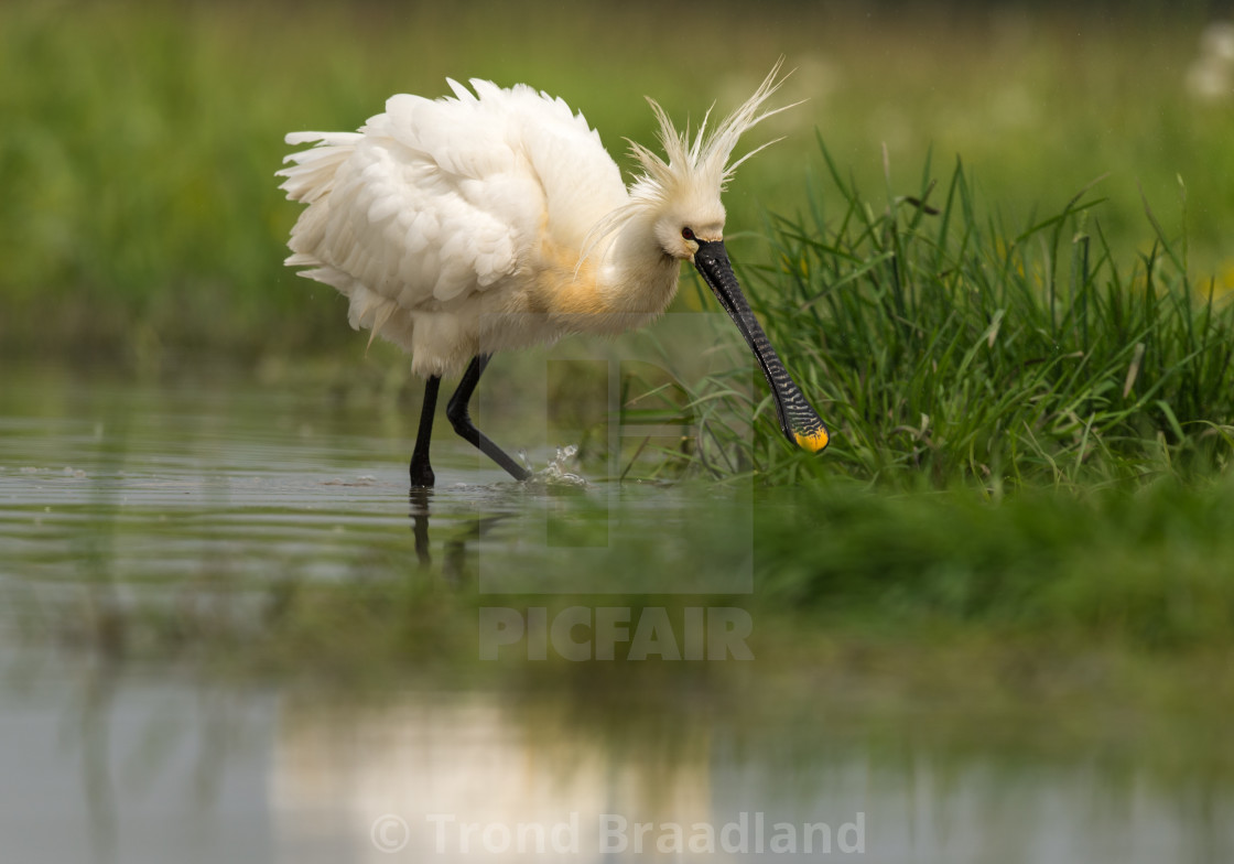 "Eurasian spoonbill" stock image