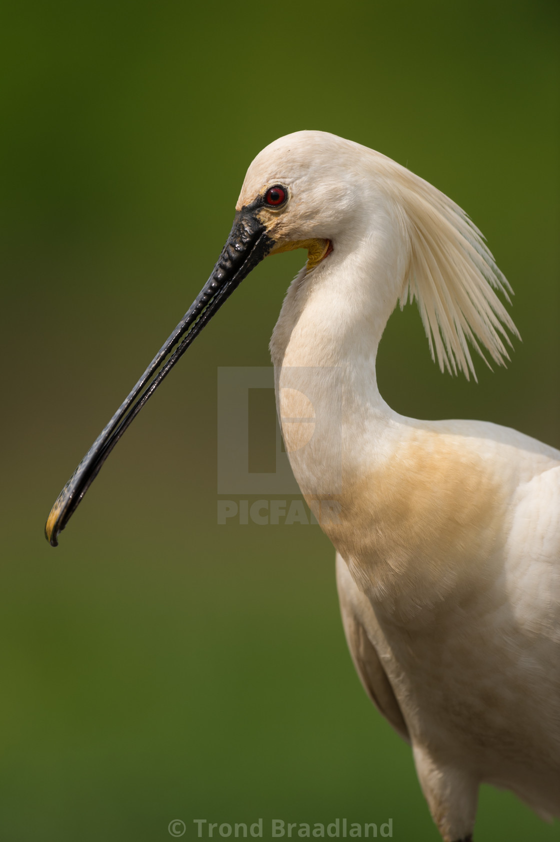 "Eurasian spoonbill" stock image