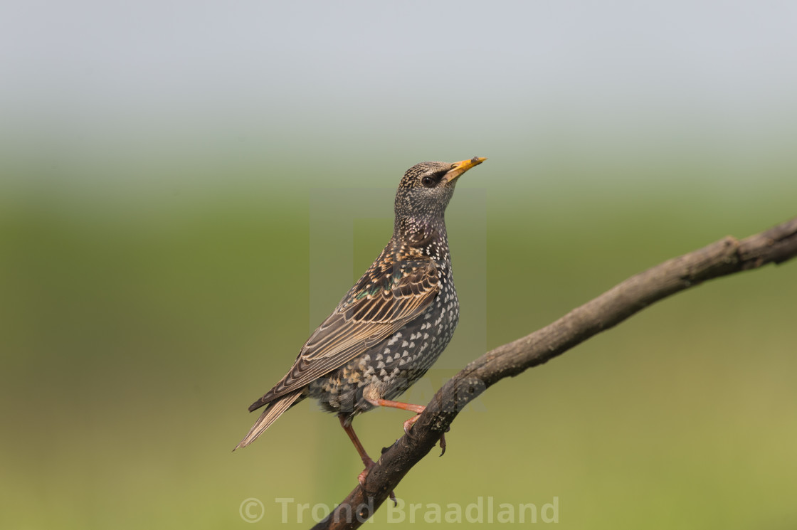 "Common starling" stock image