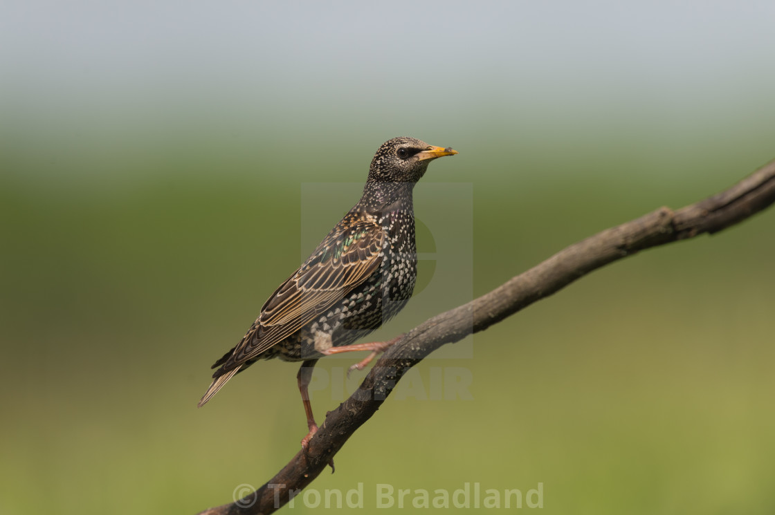 "Common starling" stock image