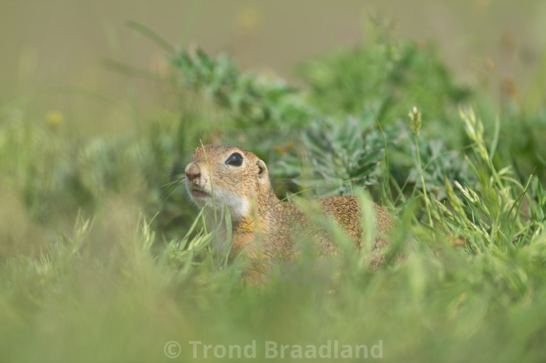 "European ground squirrel" stock image