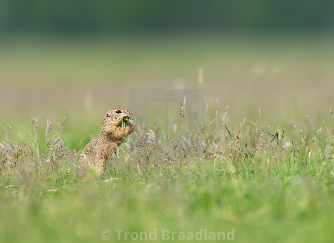 "European ground squirrel" stock image