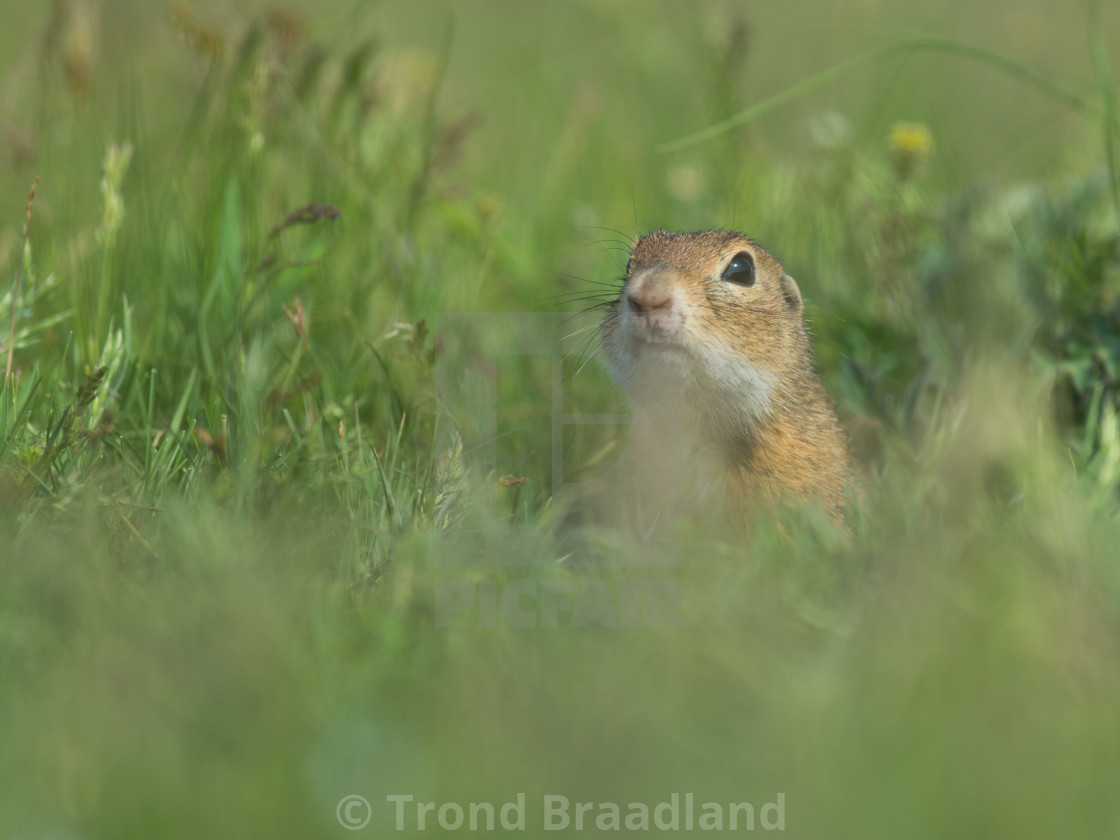 "European ground squirrel" stock image