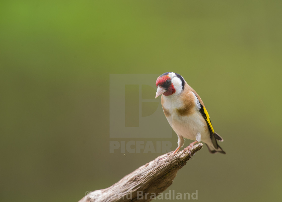 "European goldfinch" stock image