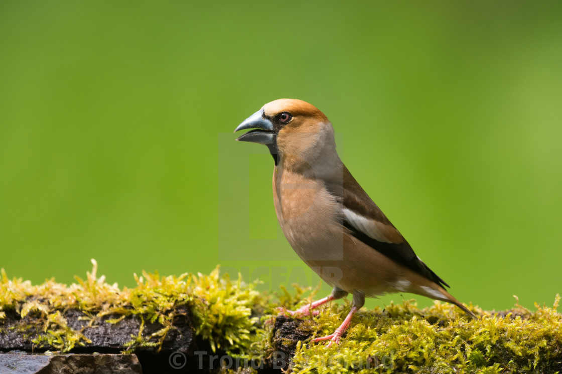 "Hawfinch" stock image