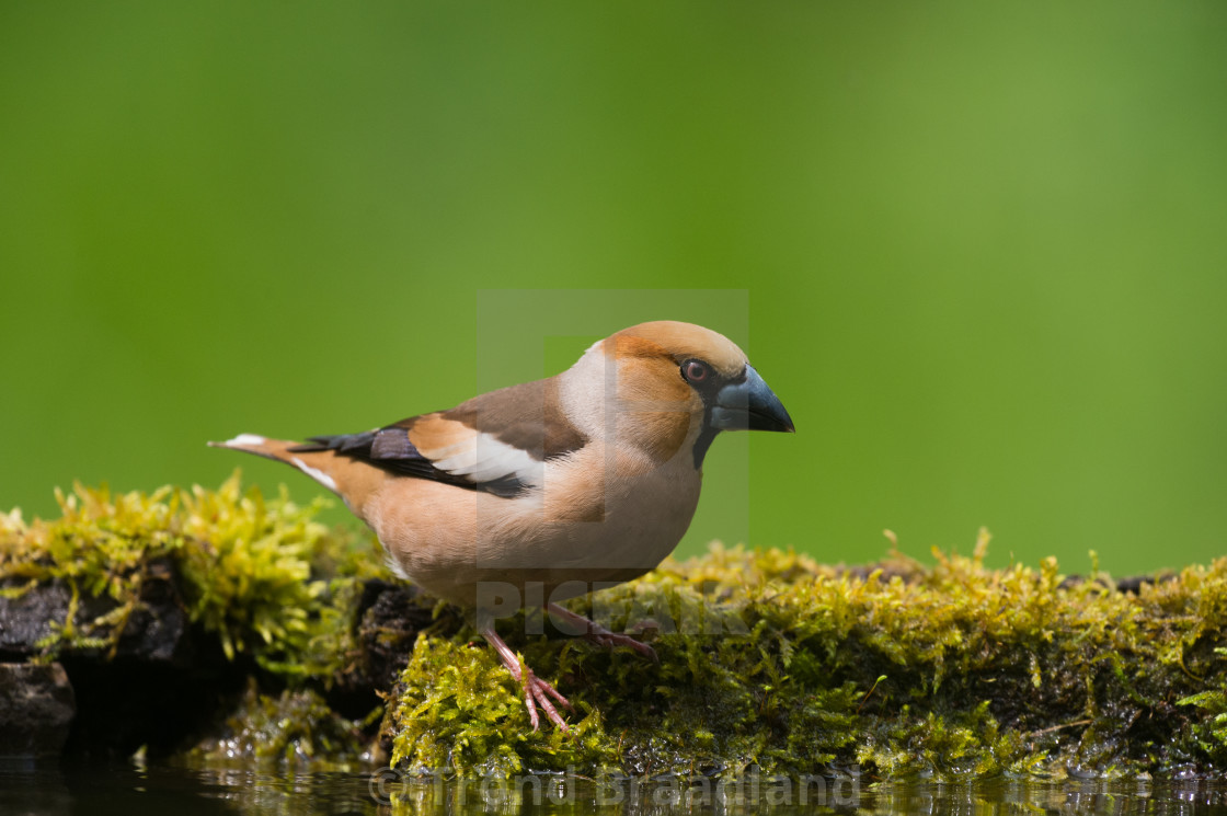 "Hawfinch" stock image