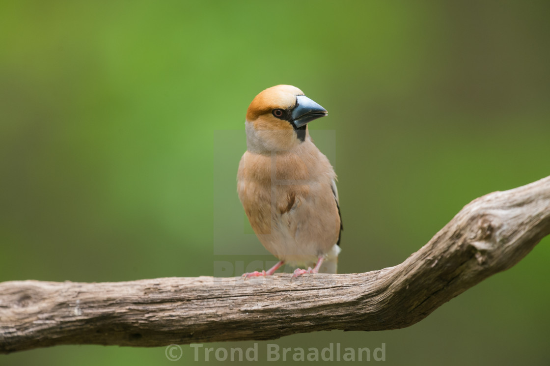 "Hawfinch" stock image