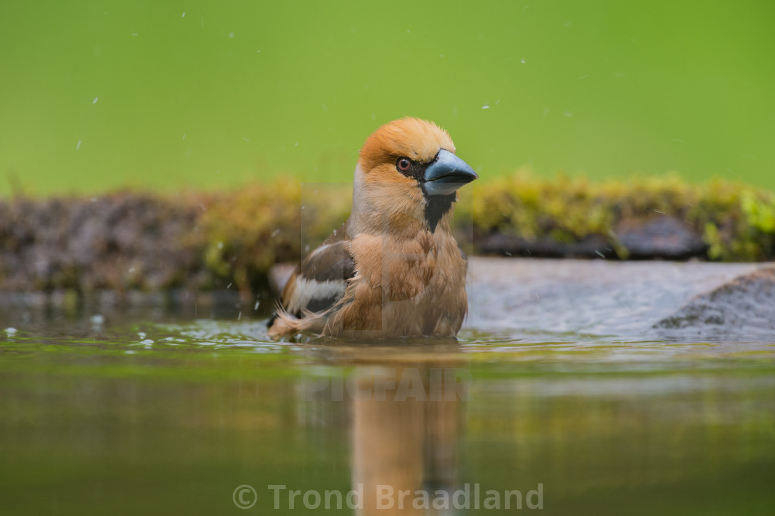 "Hawfinch" stock image