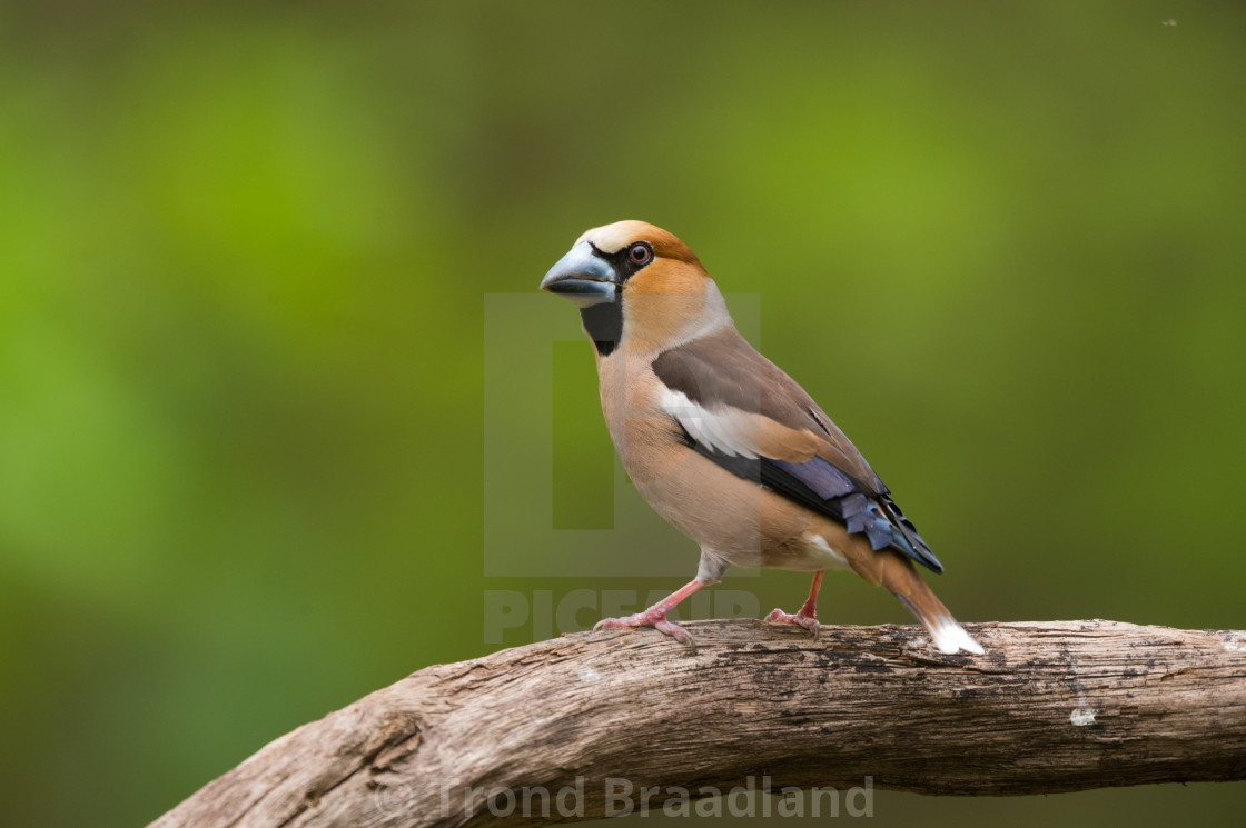 "Hawfinch" stock image