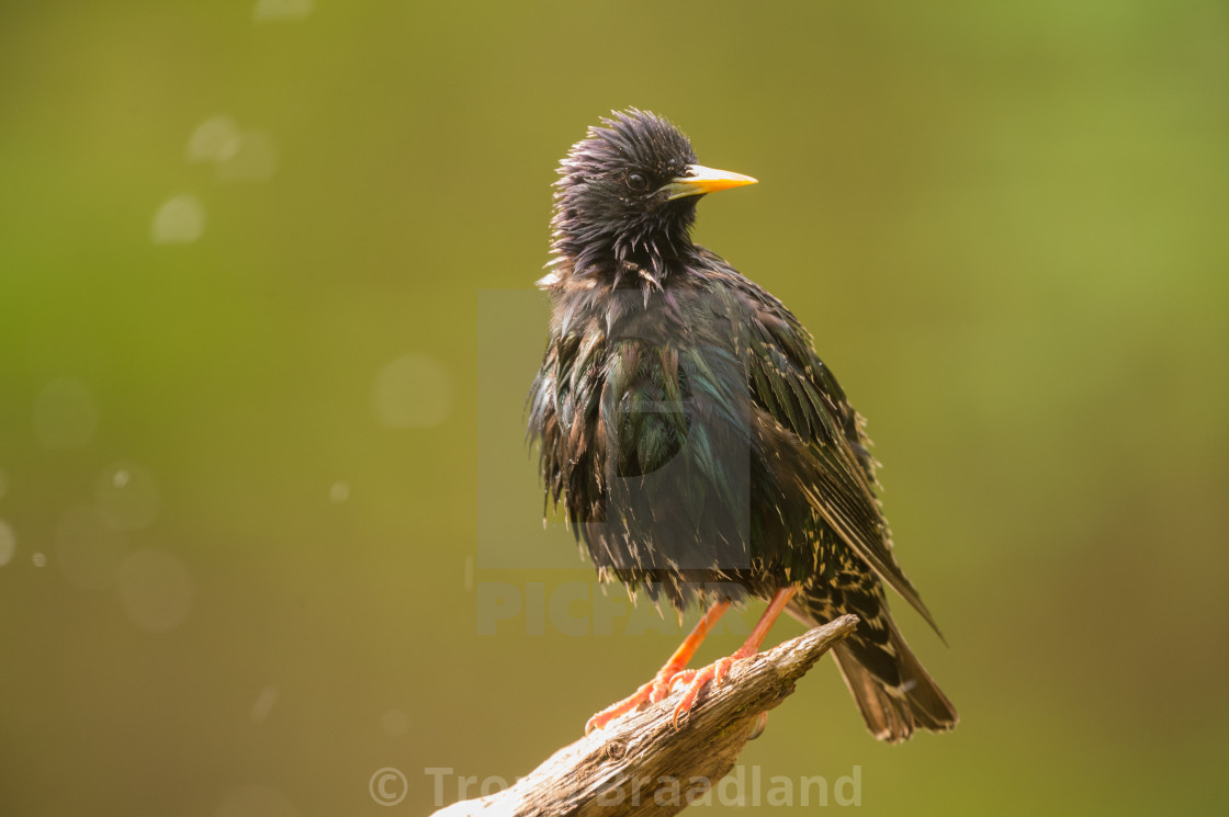 "Common starling" stock image