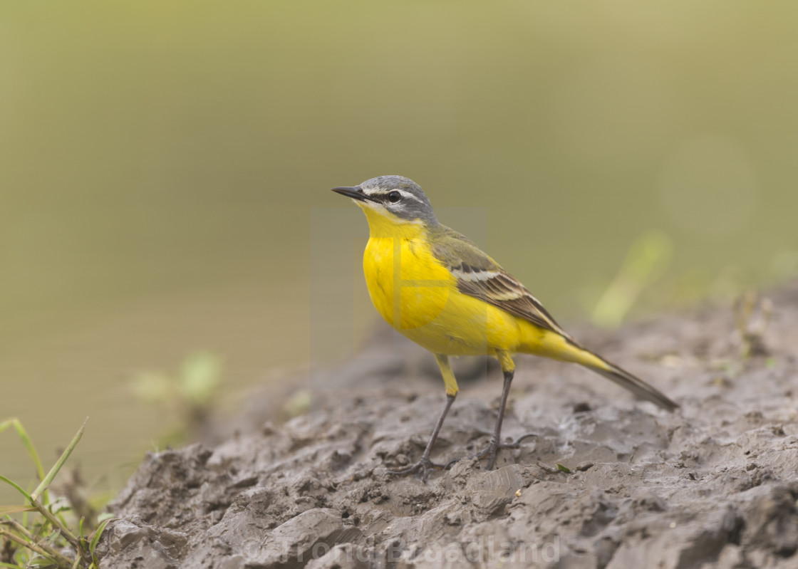 "Western yellow wagtail" stock image