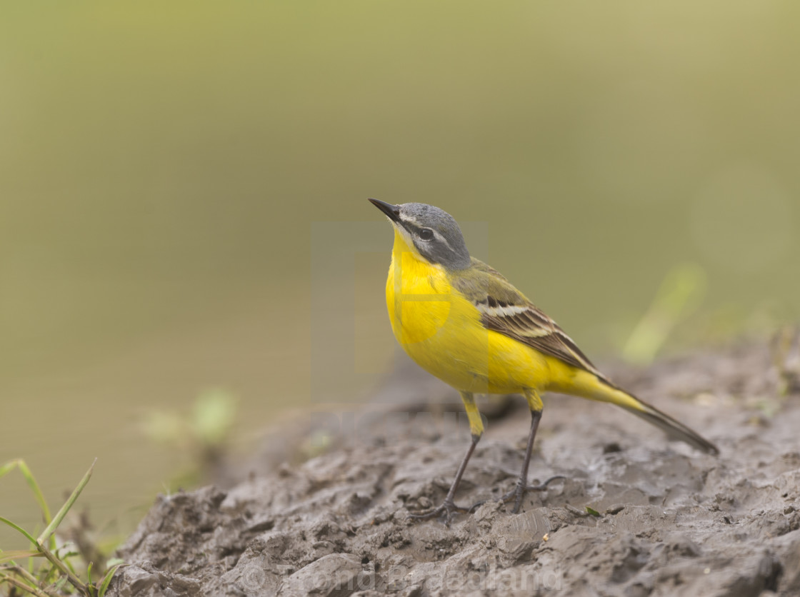 "Western yellow wagtail" stock image