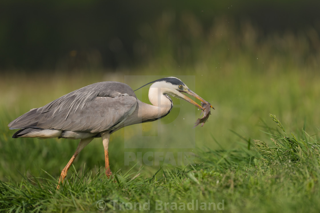 "Grey heron" stock image