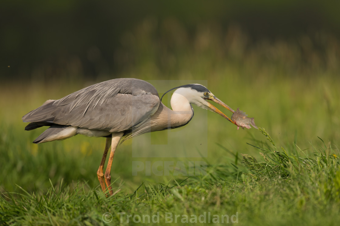 "Grey heron" stock image