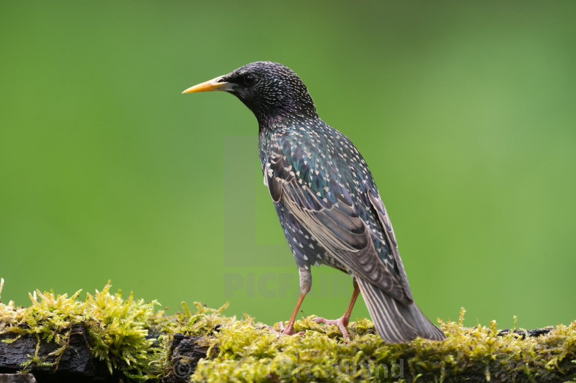 "Common starling" stock image