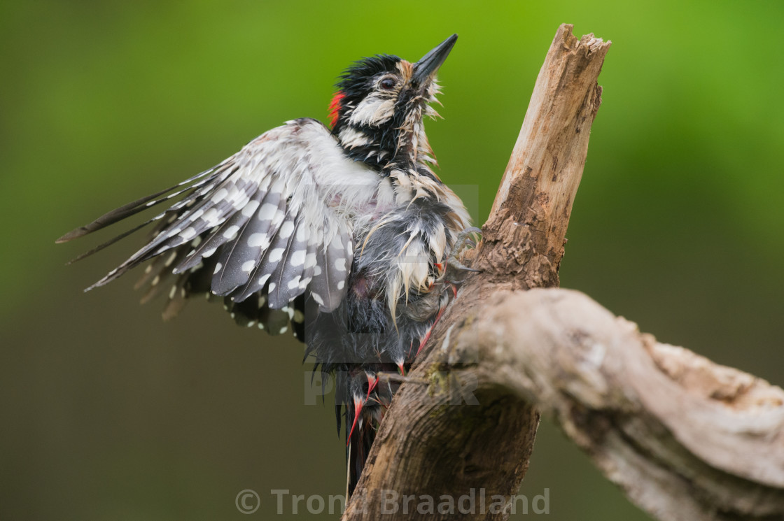 "Middle spotted woodpecker" stock image